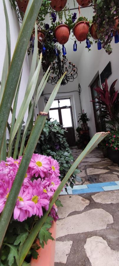 Готель El Jardin De La Abuela Керетаро Екстер'єр фото